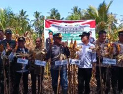Polsubsektor Angkona Polres Lutim, Gelar Giat Panen Raya Jagung Serentak Tahap Pertama