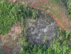Maraknya Pembalakan Liar di Wilayah Kawasan HL, Balai Gakkum Tangkap Tiga Pelaku di Lutim