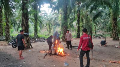 Personel Gabungan Polsek Burau dan Wotu Musnahkan Arena Sabung Ayam